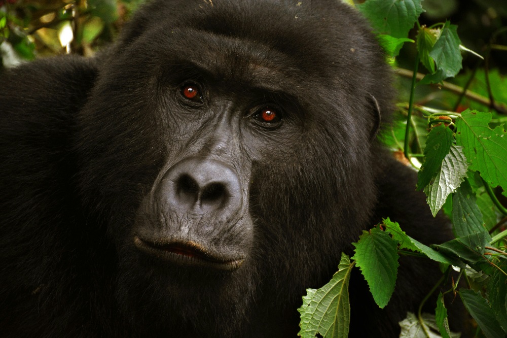 uGANDA GORILLA TREKKING